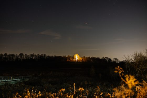 a night image of a meadow garden with a large tree in the background lit up in white lights